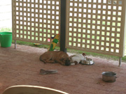 Jasmin & Eric - dog tired